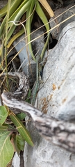 Sceloporus couchii