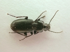 Pterostichus nigrita