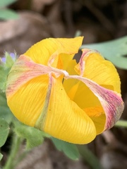 Tulipa sylvestris