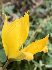 Tulipa sylvestris
