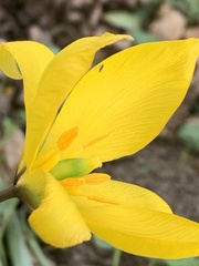 Tulipa sylvestris