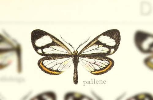 Dioptis pallene