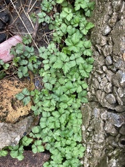 Potentilla indica