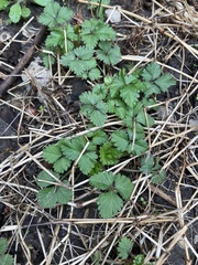 Potentilla indica