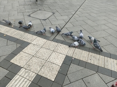 Columba livia domestica