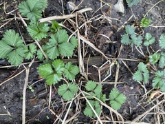 Potentilla indica