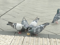 Columba livia domestica