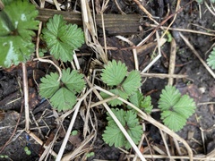 Potentilla indica