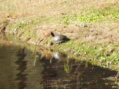 Trachemys scripta scripta