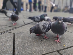 Columba livia domestica