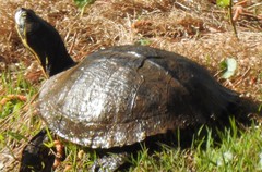 Trachemys scripta scripta