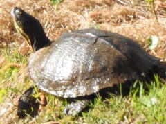Trachemys scripta scripta