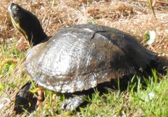 Trachemys scripta scripta