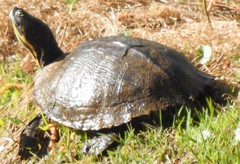 Trachemys scripta scripta