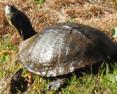 Trachemys scripta scripta