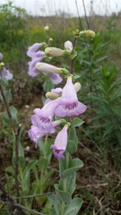 Penstemon grandiflorus