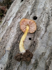 Pluteus