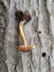 Pluteus