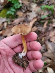 Pluteus