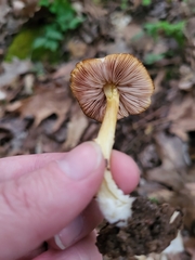 Pluteus