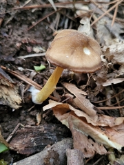 Pluteus