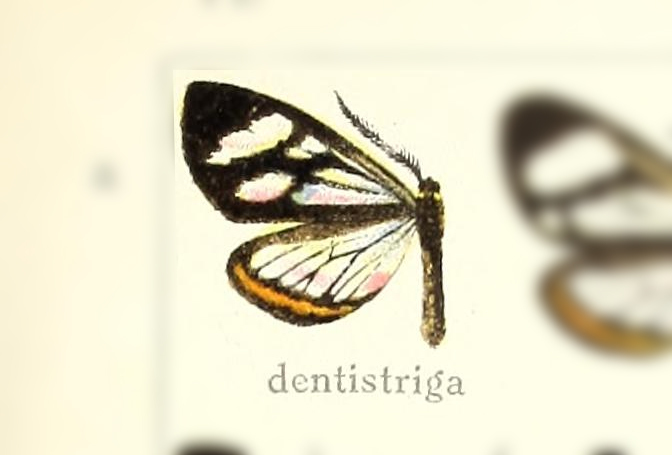 Dioptis dentistriga