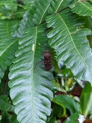 Leptoscelis quadrisignatus