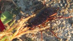 Blattidae