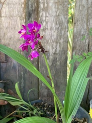 Spathoglottis unguiculata