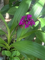 Spathoglottis unguiculata