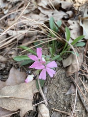 Silene caroliniana