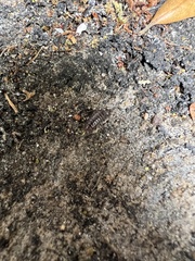 Armadillidium vulgare