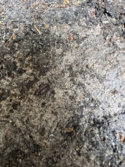 Armadillidium vulgare