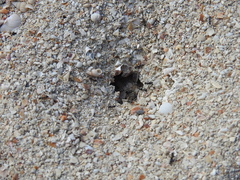 Dorymyrmex antillanus