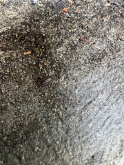 Armadillidium vulgare