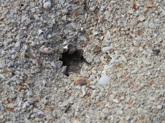 Dorymyrmex antillanus