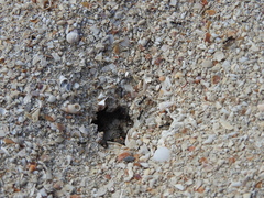 Dorymyrmex antillanus