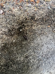Armadillidium vulgare