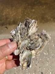 Crassostrea rhizophorae