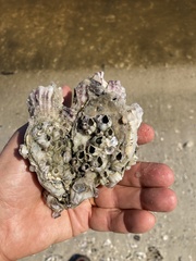 Crassostrea rhizophorae