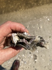 Crassostrea rhizophorae