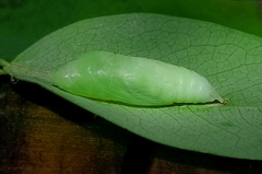 Gerosis bhagava