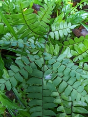 Adiantum latifolium