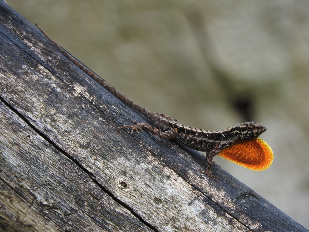 Greater Scaly Anole