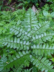 Adiantum latifolium