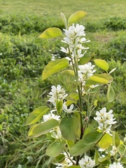 Amelanchier × lamarckii
