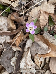 Claytonia caroliniana
