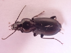 Pterostichus nigrita