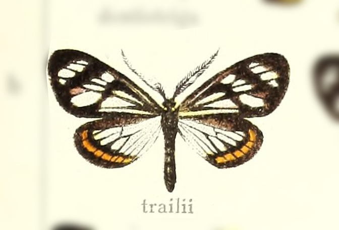 Dioptis trailii