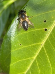 Andrena scotica